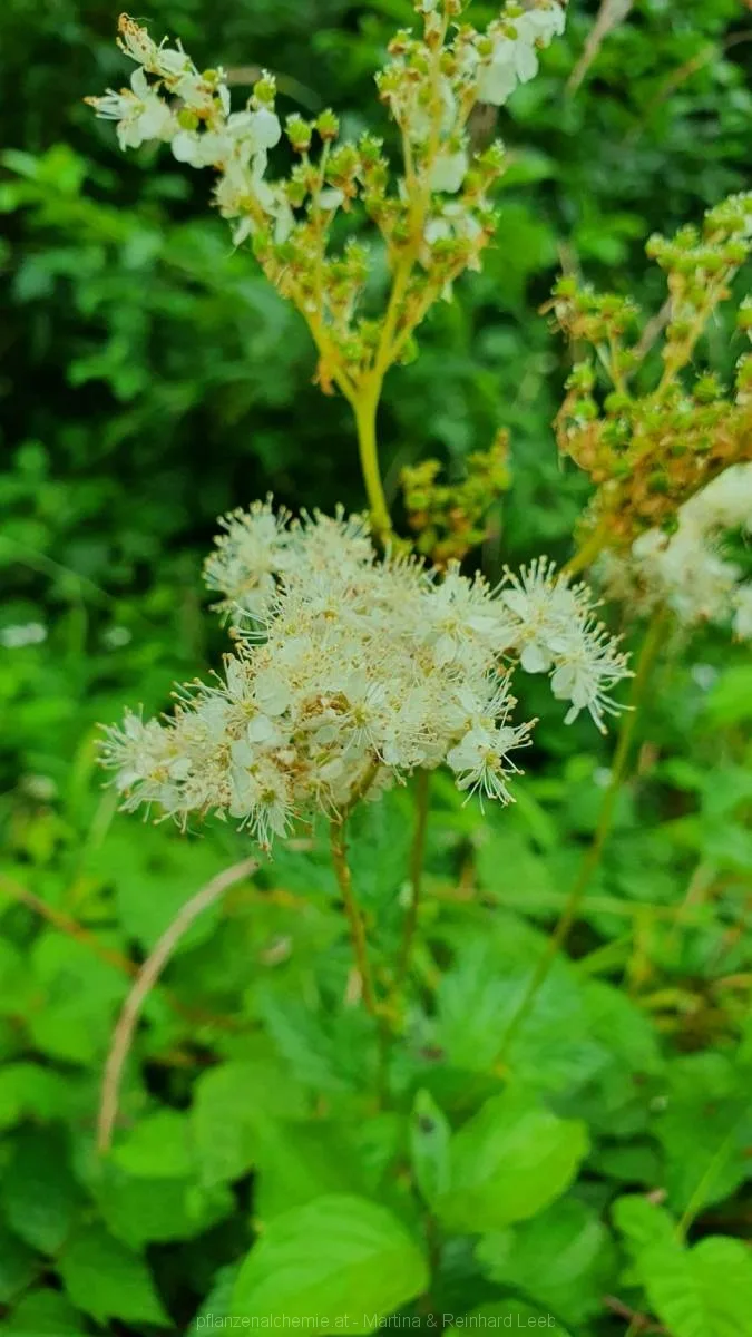 Echtes Mädesüß (Filipendula ulmaria)