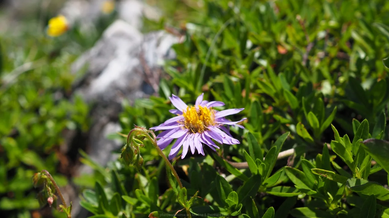 Alpen-Aster