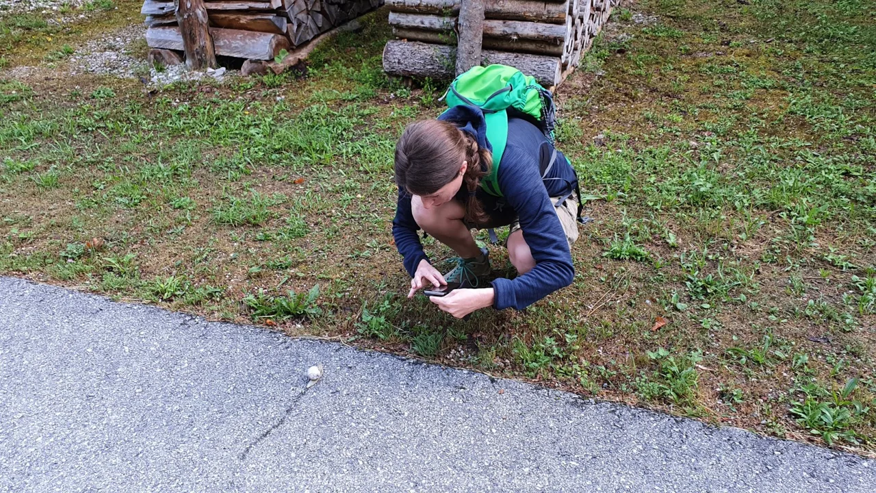 Martina stalked eine Weinbergschnecke