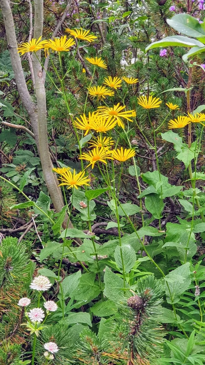Österreichische Gämswurz (Doronicum austriacum)