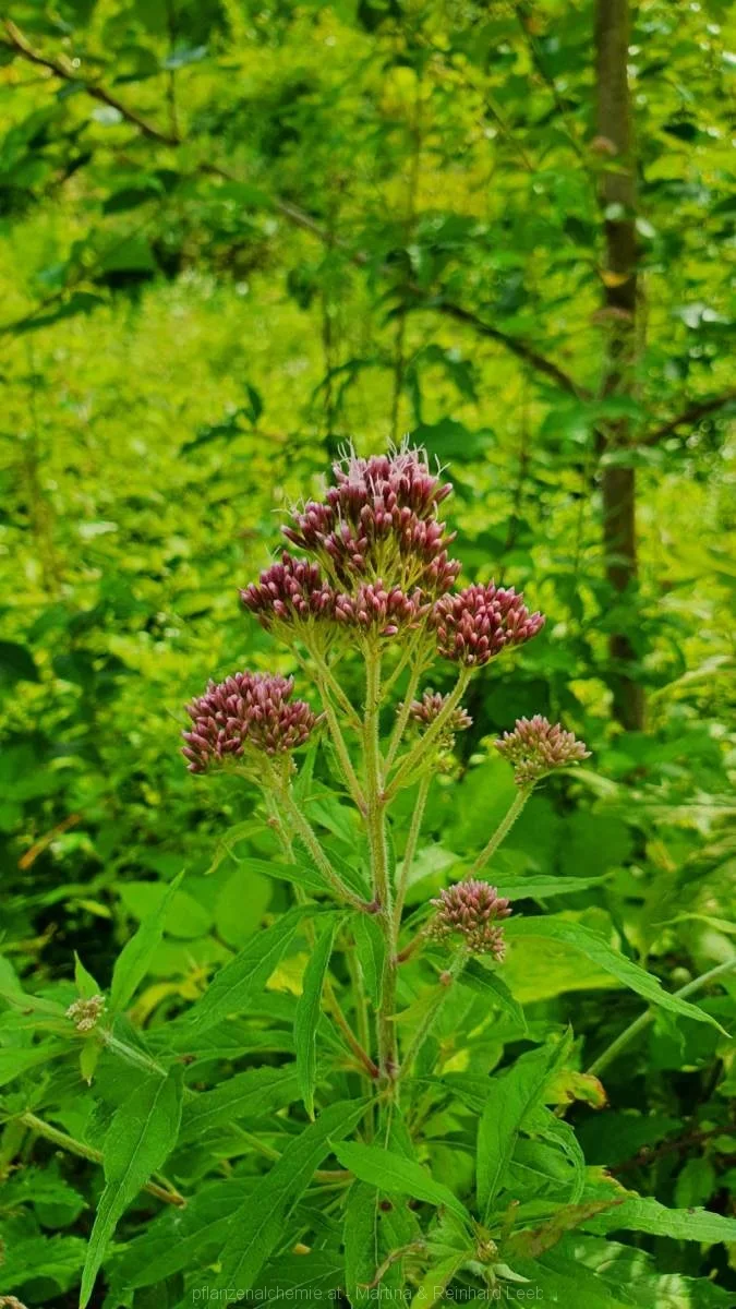 Gewöhnliche Wasserdost (Eupatorium cannabinum)