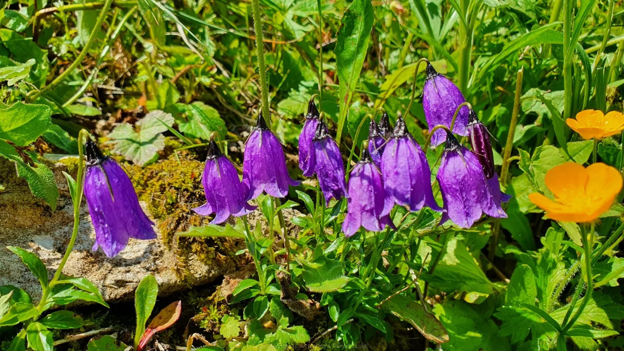 Zwerg-Glockenblume (Campanula cochleariifolia)