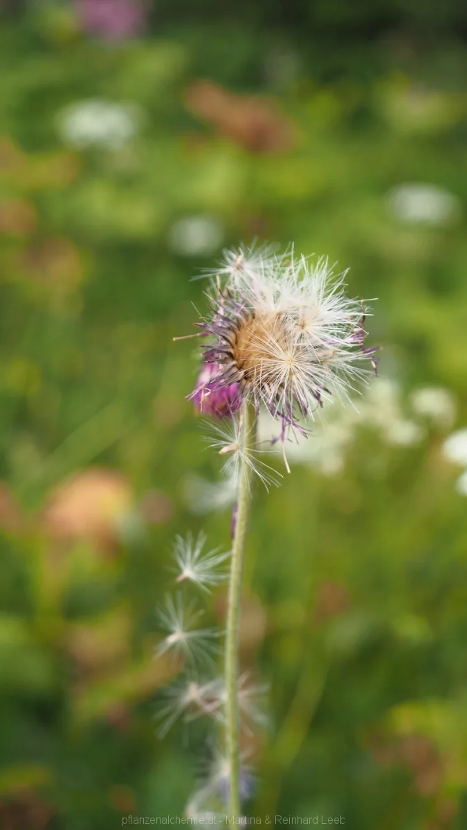 Natur-Kunst-Werk