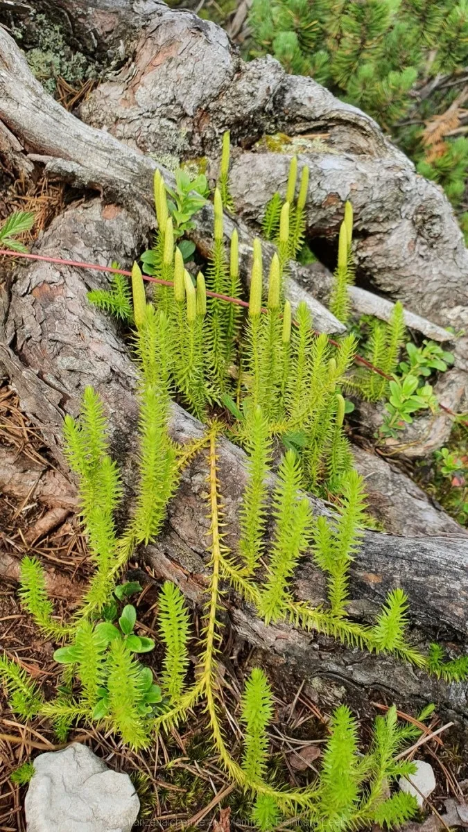 Sprossender Bärlapp (Lycopodium annotinum)