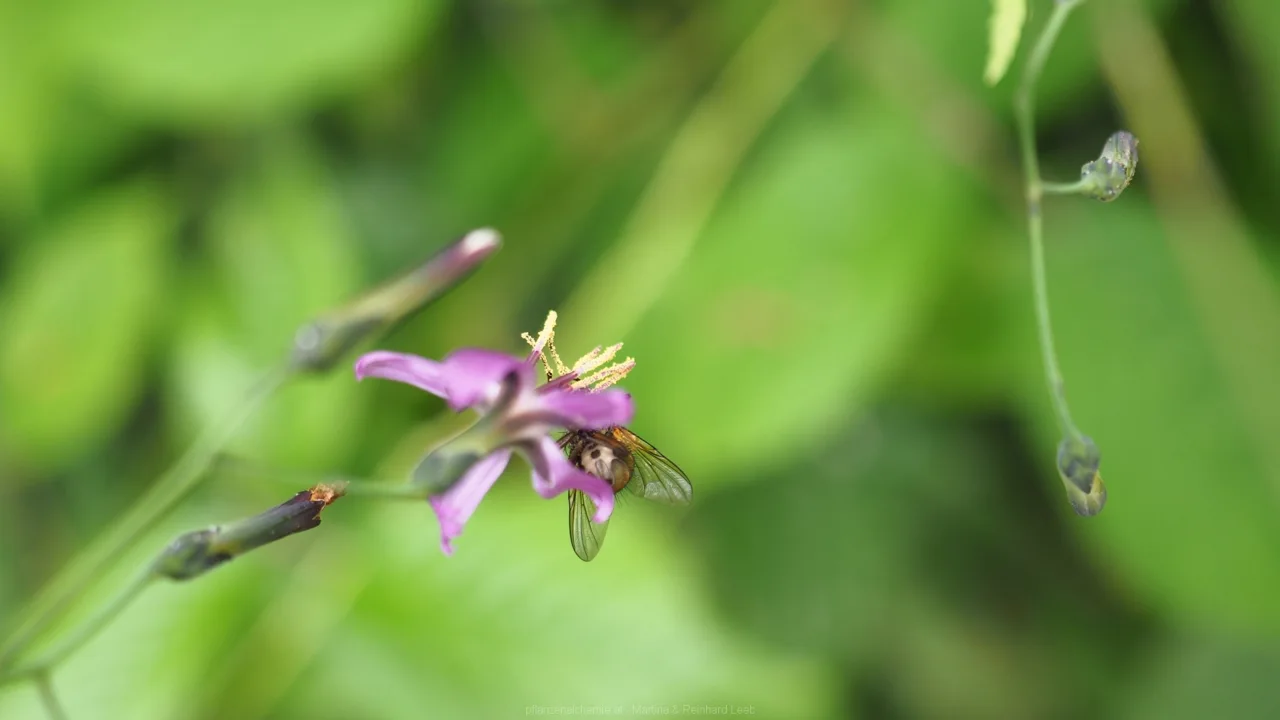 Fliege mit Pollenbeinchen