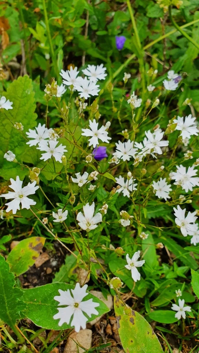 Alpen-Leimkraut (Heliosperma alpestre)
