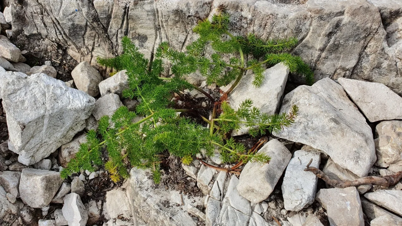Bärwurz (Meum athamanticum)