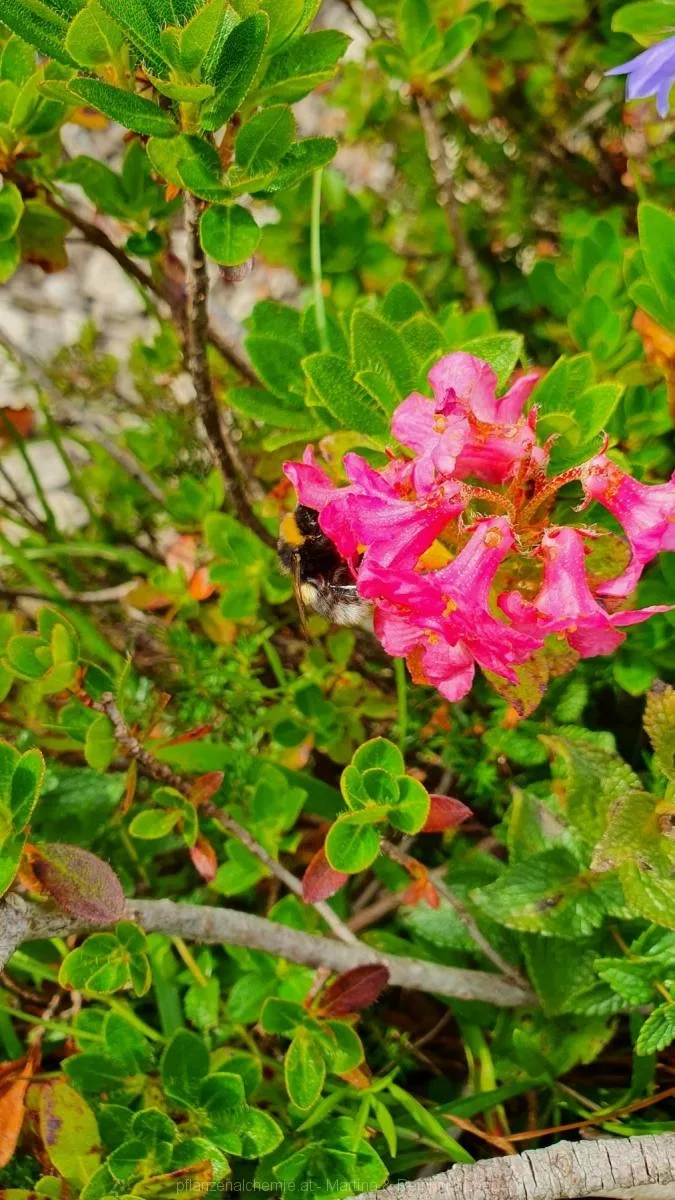 Bewimperte Alpenrose (Rhododendron hirsutum)