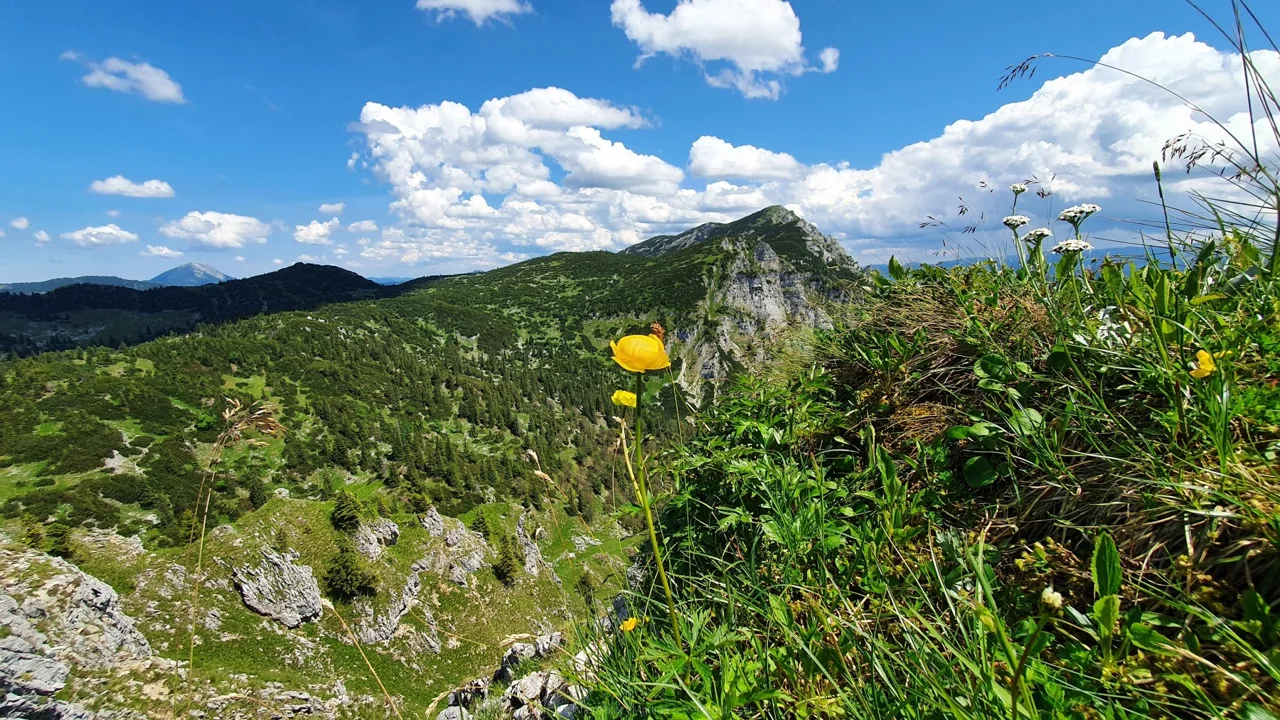 Eine Trollblume (Trollius europaeus)vor dem Dürrenstein