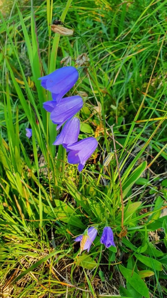 Bodenwies 8.8.2020 – Aufnahme 21