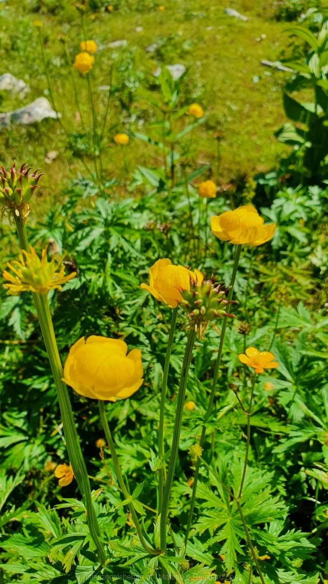 Trollblume (Trollius europaeus)