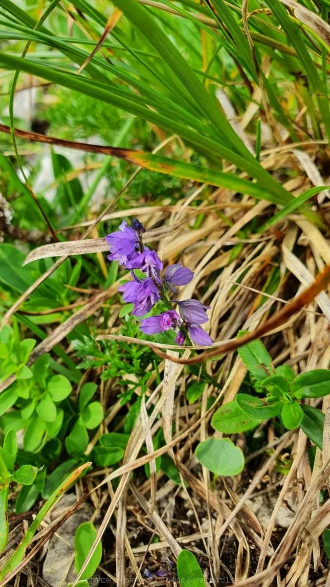 Bitteres Kreuzblümchen (Polygala amara)