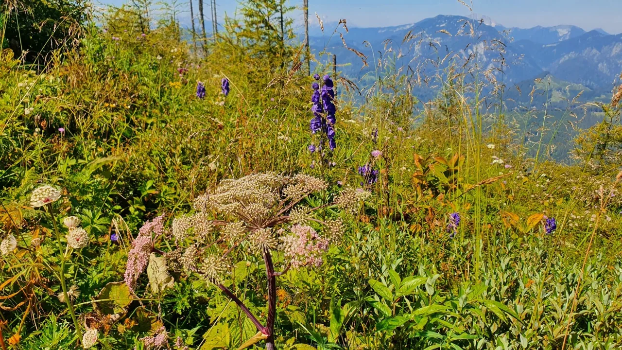 Bodenwies 8.8.2020 – Aufnahme 46