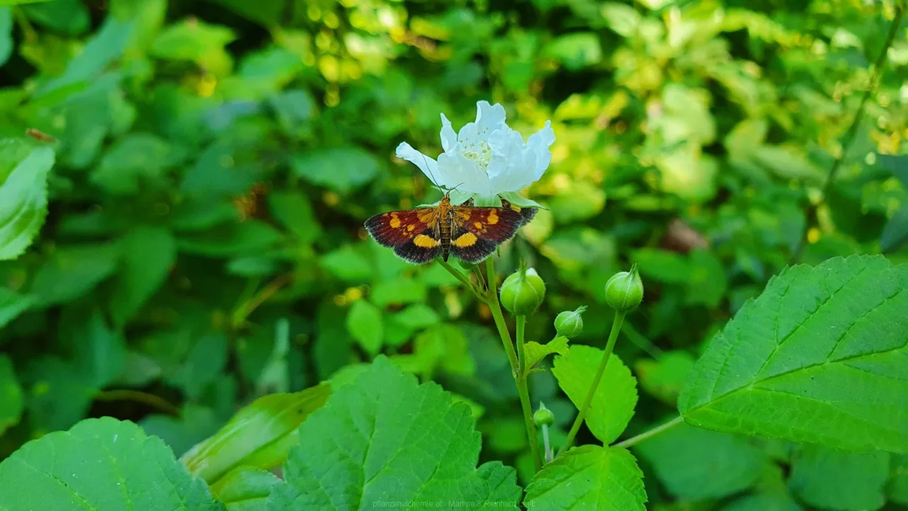Klebsalbei Zünsler (Pyrausta falcatalis)
