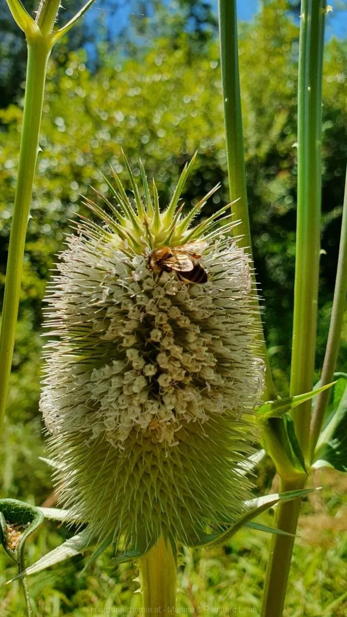 Schlitzblatt-Karde (Dipsacus laciniatus)