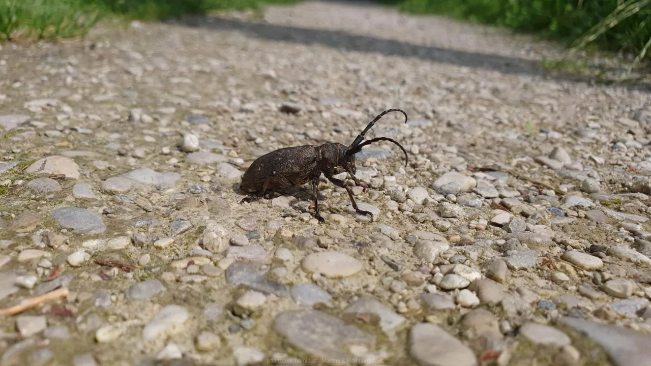 Weberbock (Lamia textor)
