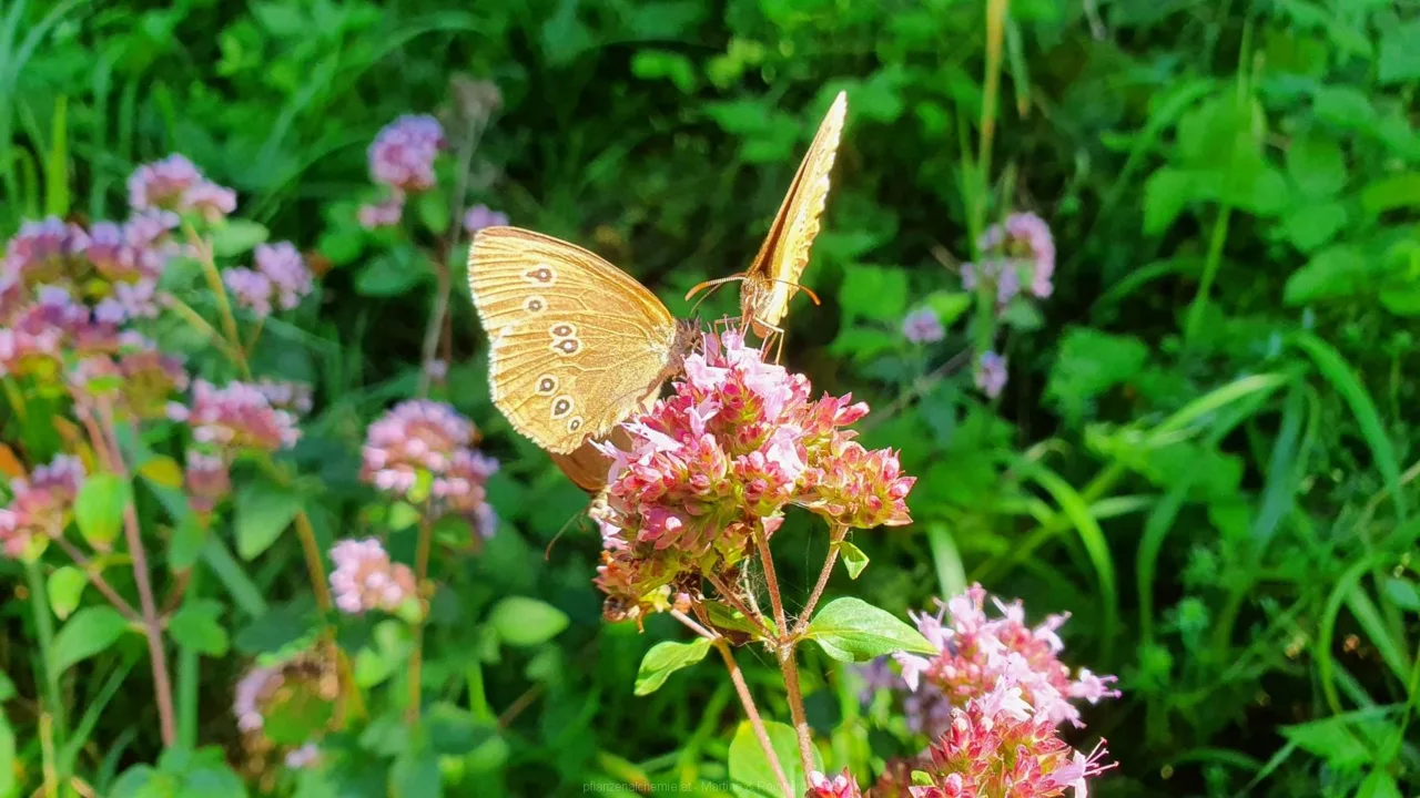 Braune Waldvögel (Aphantopus hyperantus)