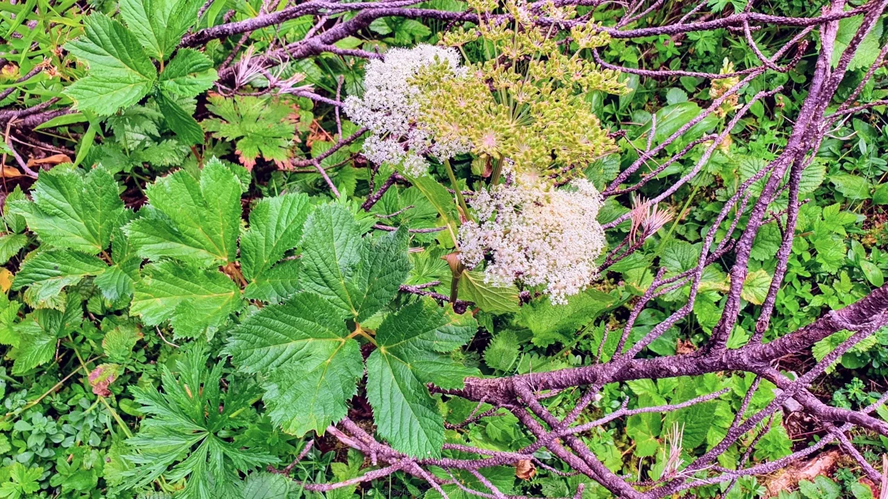 Meisterwurz (Peucedanum ostruthium)