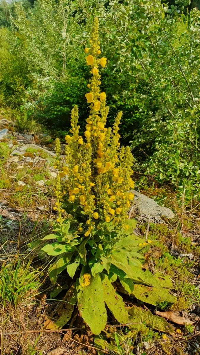 Großblütige Königskerze (Verbascum densiflorum)