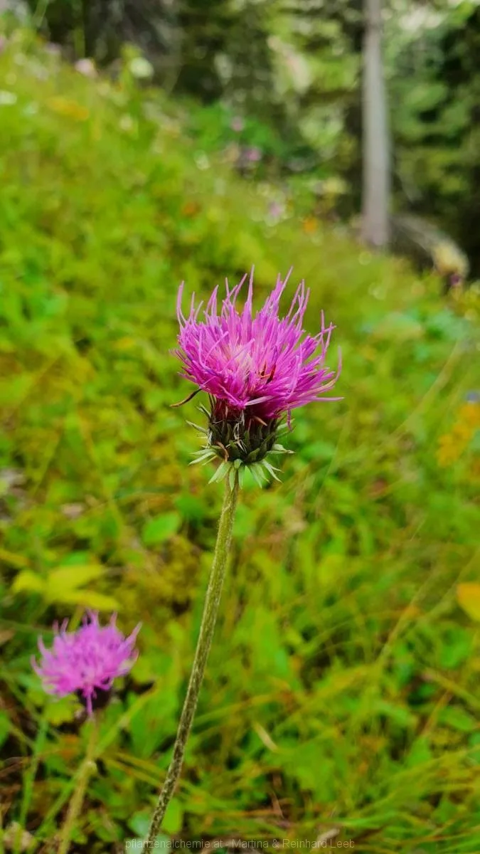 Alpen-Distel (Carduus defloratus)