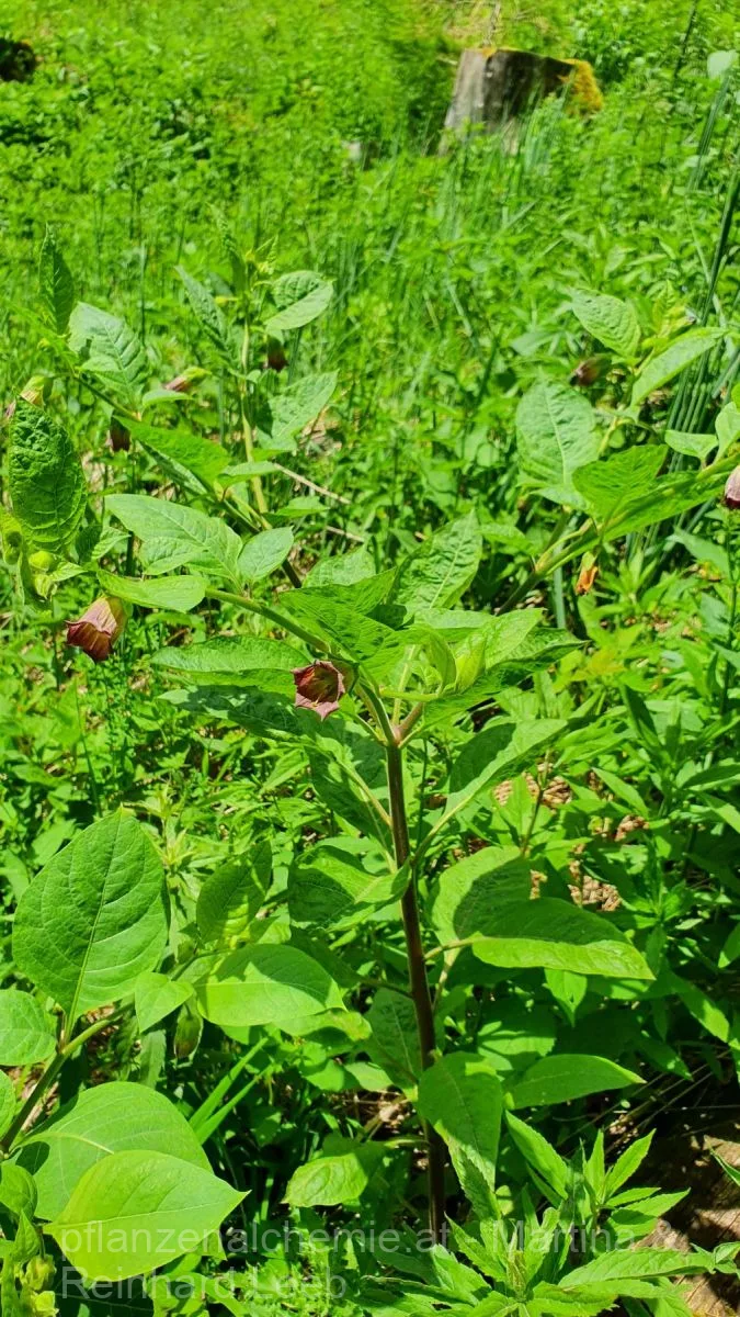 Tollkirsche (Atropa belladonna)