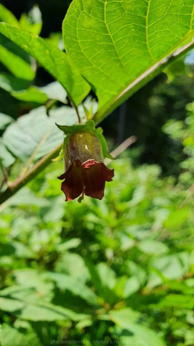 Tollkirsche (Atropa belladonna)