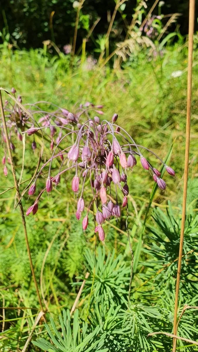 gekielter Lauch (Allium carinatum)