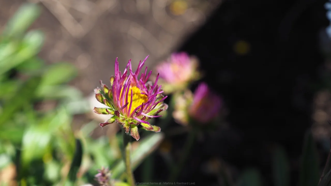 Alpen-Aster