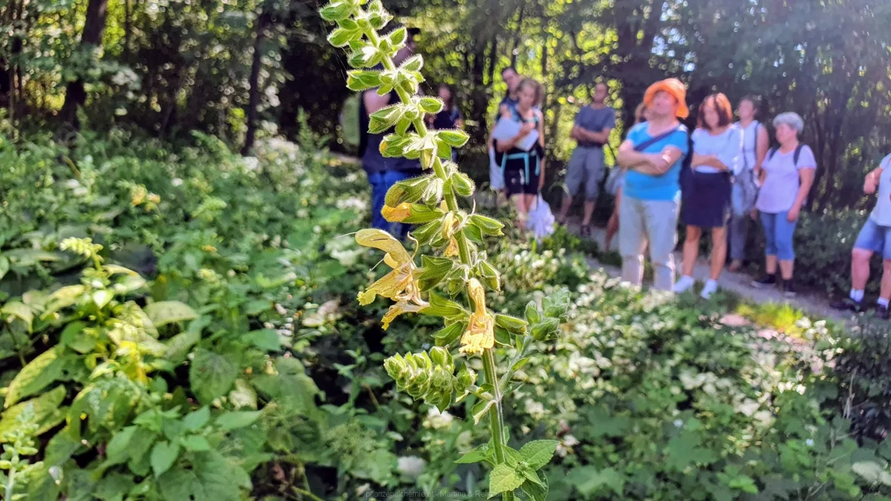 Klebriger Salbei (Salvia glutinosa)