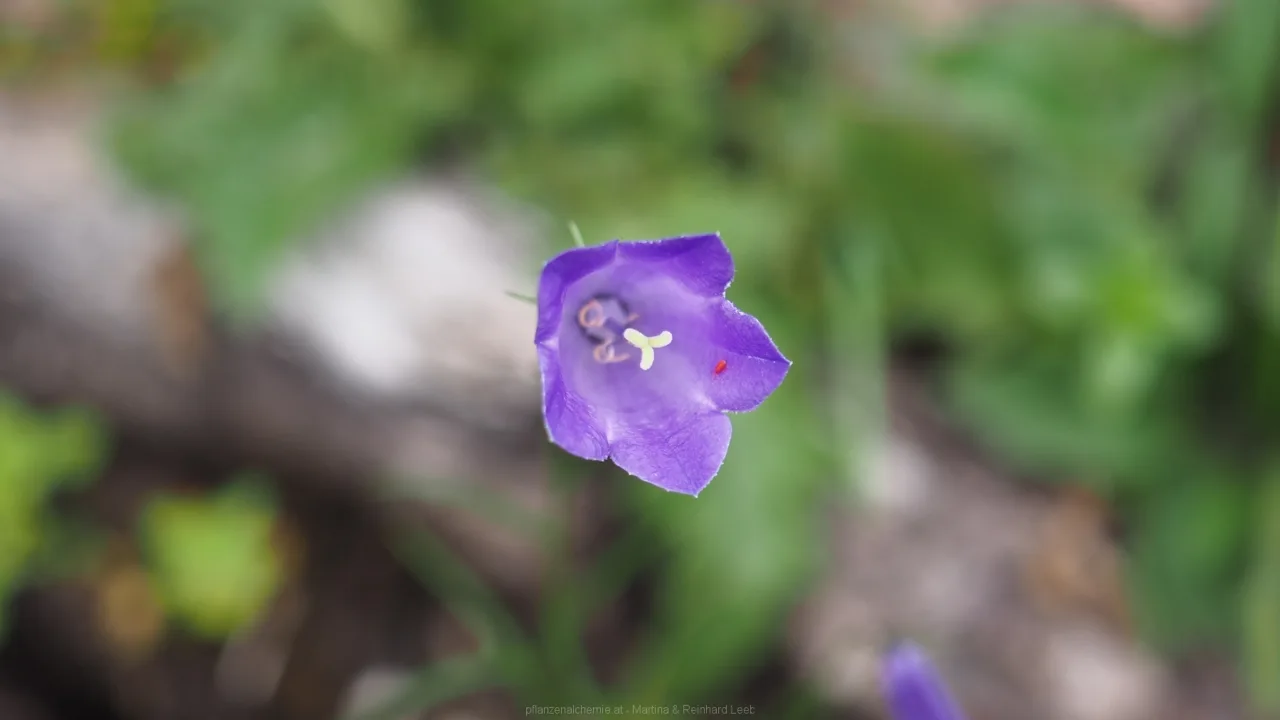 Glockenblume mit Milbe