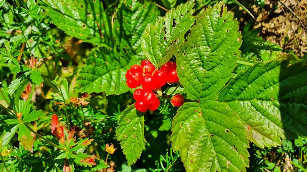 Bodenwies 8.8.2020 – Aufnahme 39