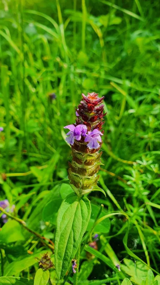 kleine Braunelle (Prunella vulgaris)