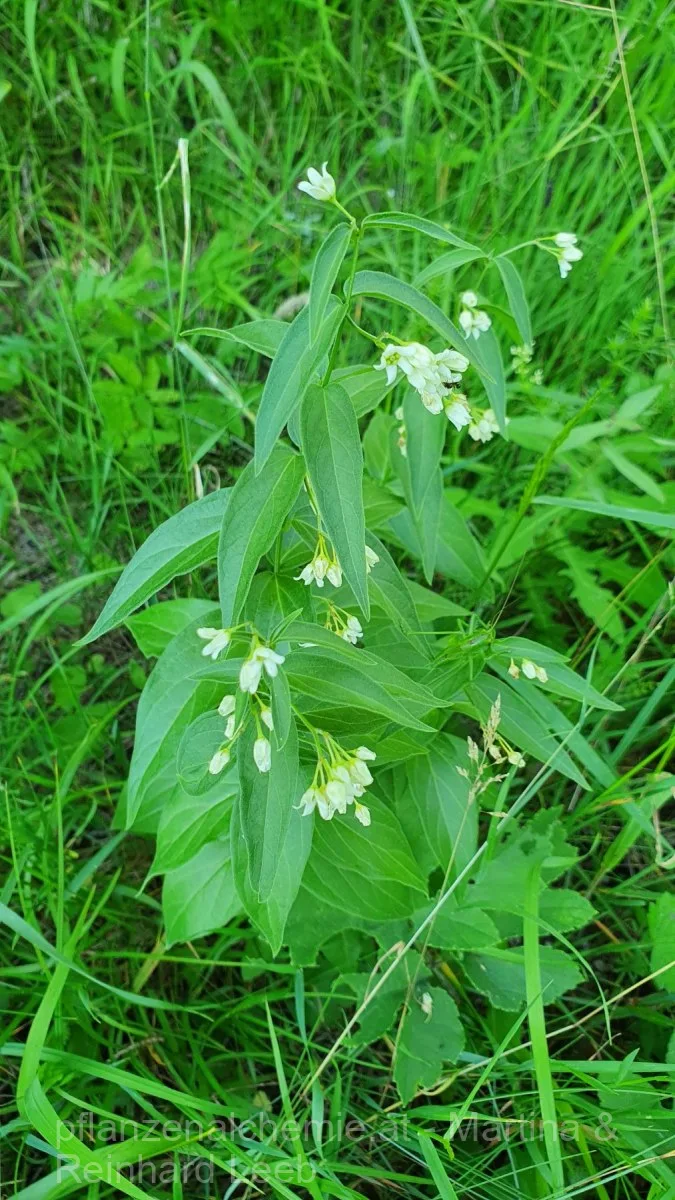 Schwalbenwurz (Vincetoxicum hirundinaria)