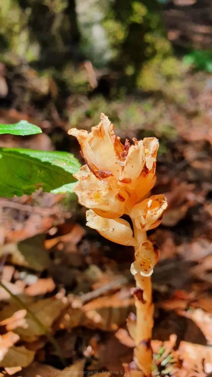 Vogel-Nestwurz