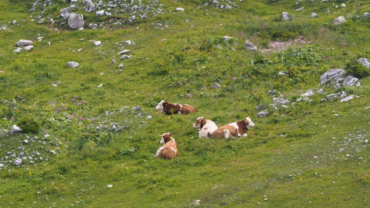 Kühe mit Hörner