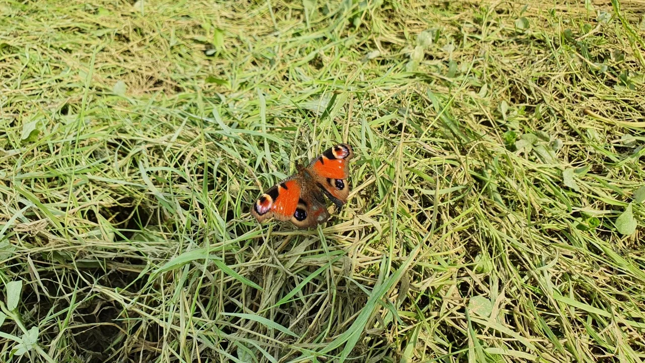 Tagpfauenauge (Aglais io)