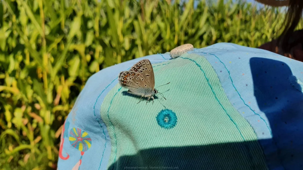ein Vertreter der Bläulinge (Lycaenidae)