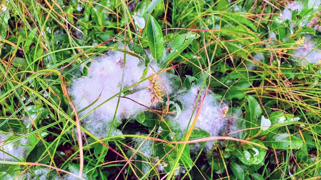 Samenstände der seidenhaarigen Weide (Salix glauca)