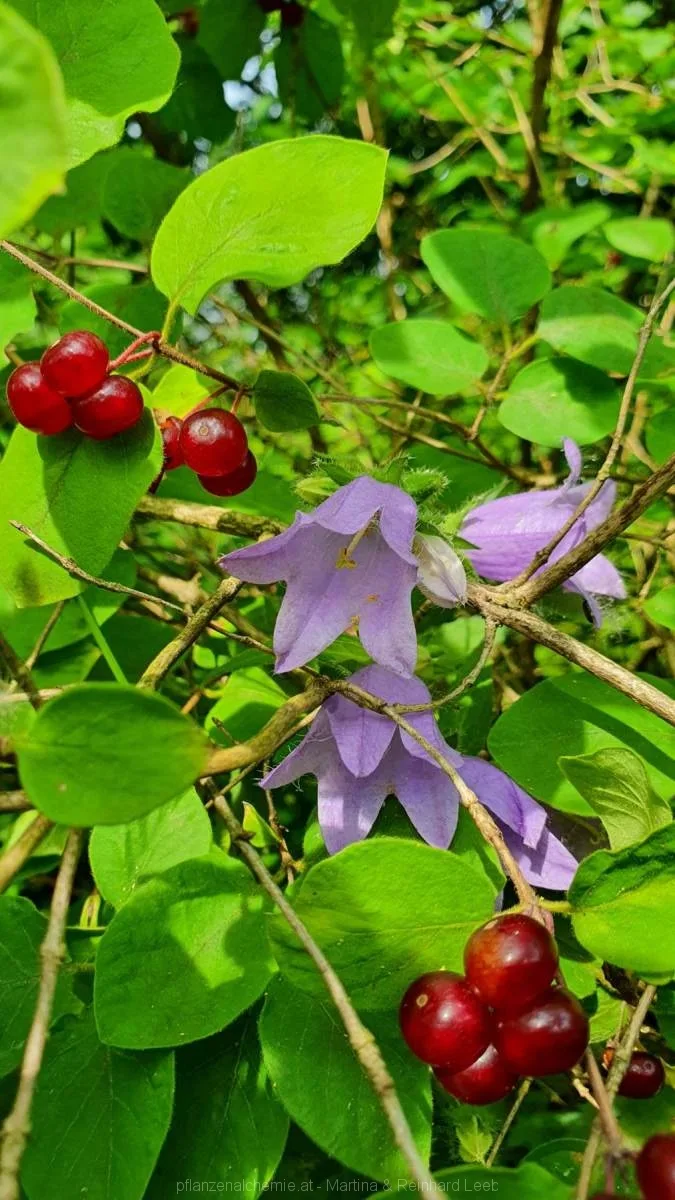 Glockenblume mit Heckenkirsche