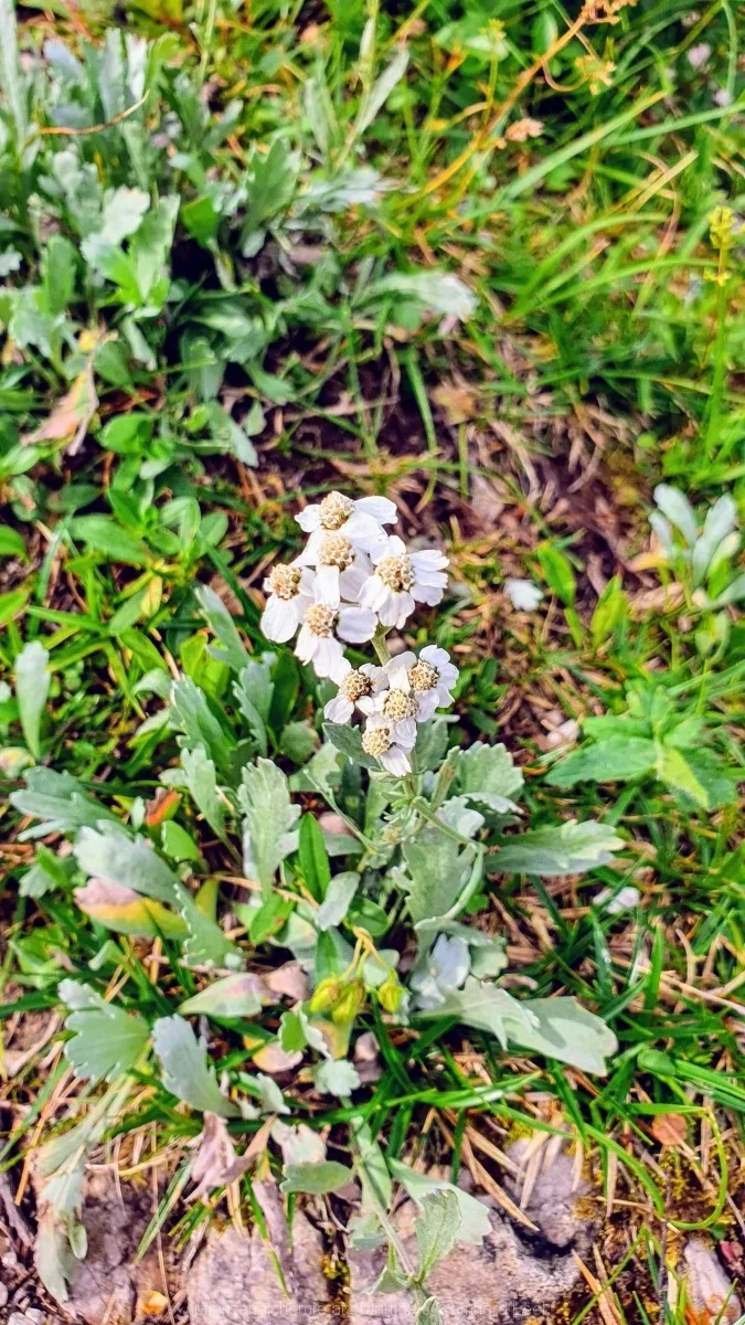 Bittere Schafgarbe (Achillea clavennae)