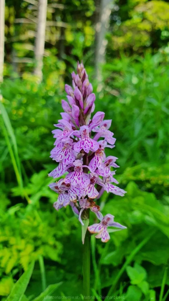 geflecktes Knabenkraut (Dactylorhiza maculata)