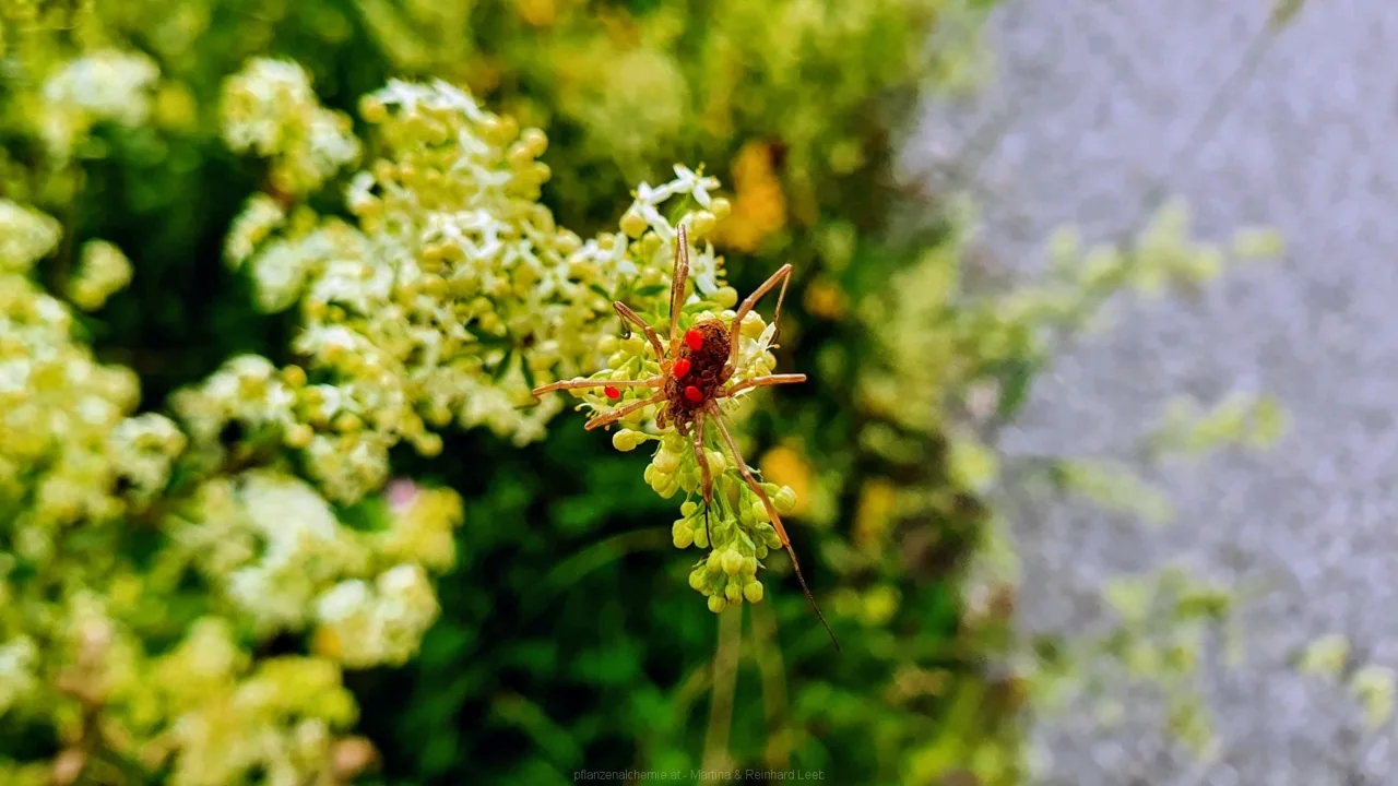 Eine Spinne mit Milben am Rücken