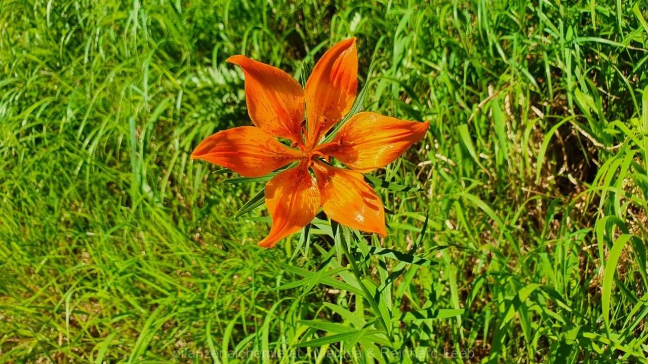 Feuerlilie  (Lilium bulbiferum)