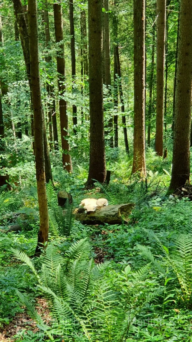Lunz-Ybbstalerhütte – Aufnahme 7