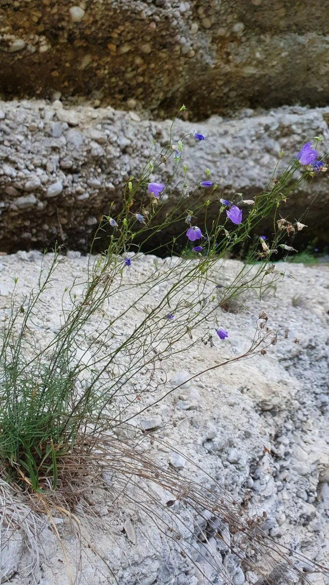 Rundblättrige Glockenblume