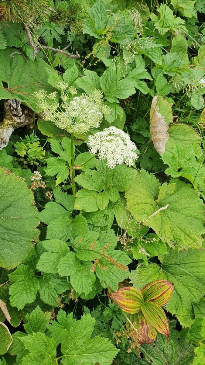 Meisterwurz (Peucedanum ostruthium)