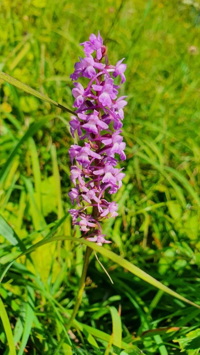 Bodenwies 8.8.2020 – Aufnahme 38