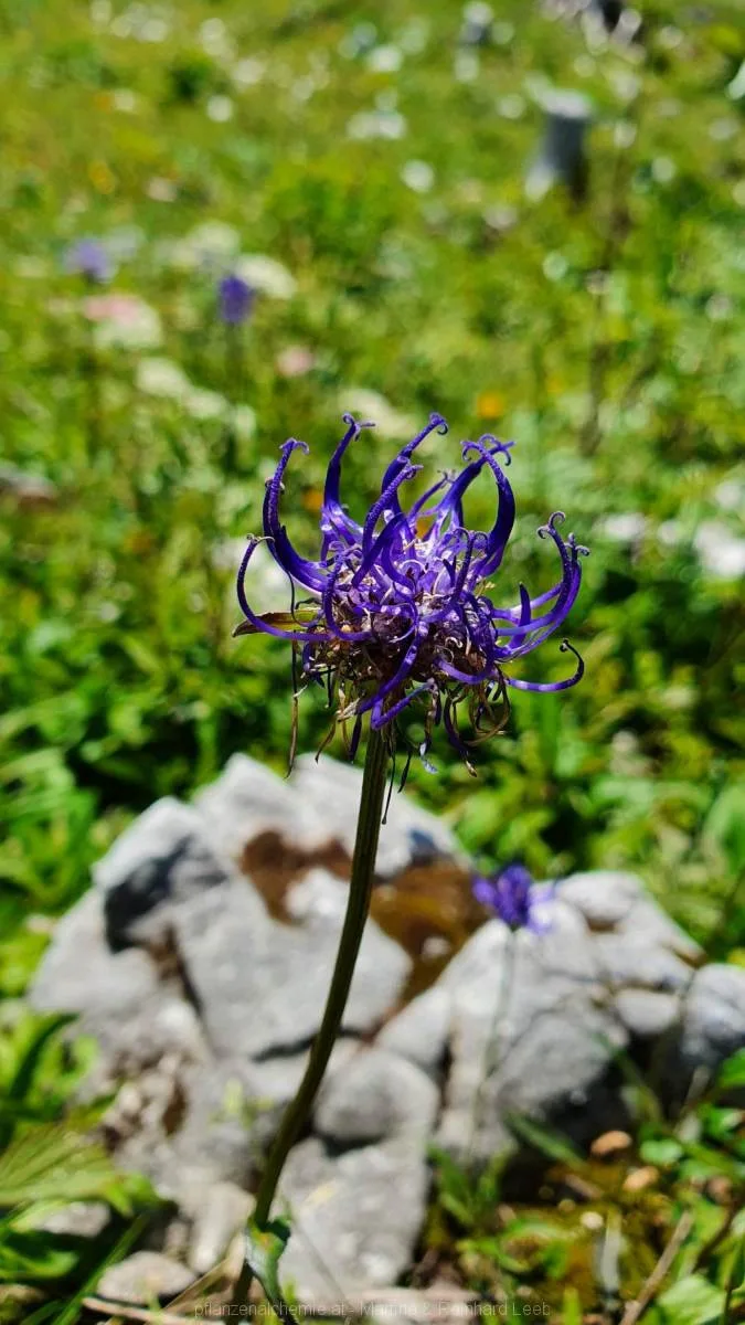 kugelige Teufelskralle (Phyteuma orbiculare)