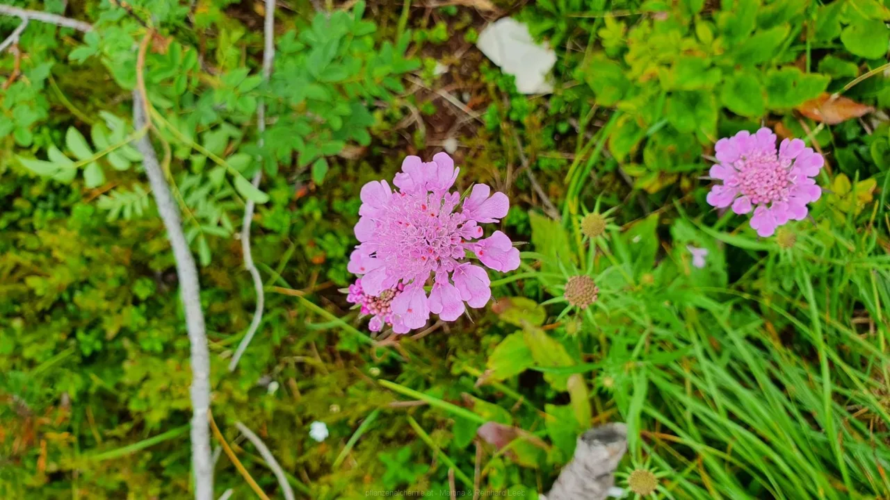 Witwenblume (Knautia sp.)