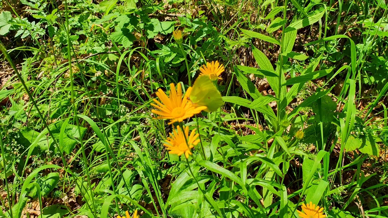 Bodenwies 8.8.2020 – Aufnahme 54